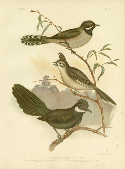 Western Whipbird, 1891 by Gracius Broinowski